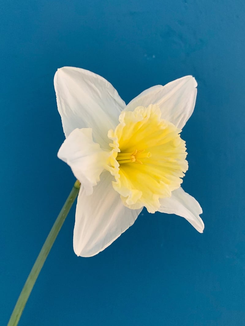 Spring Flowers