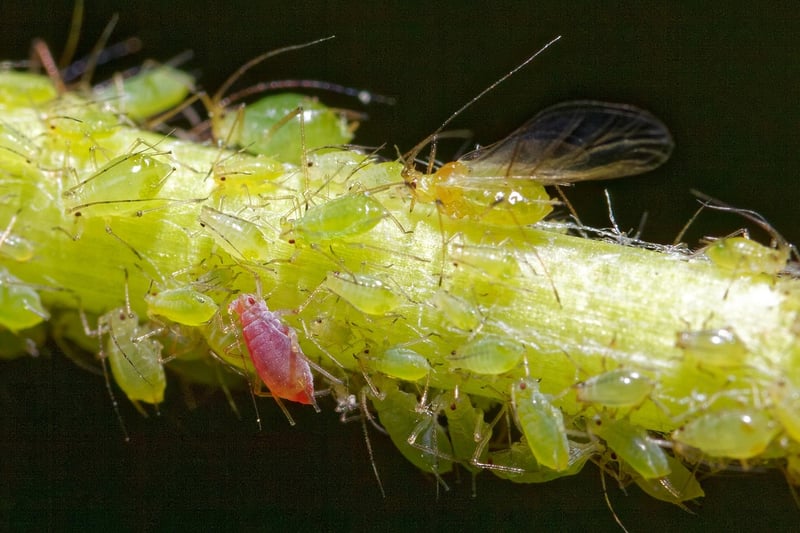 Aphid on a leaf