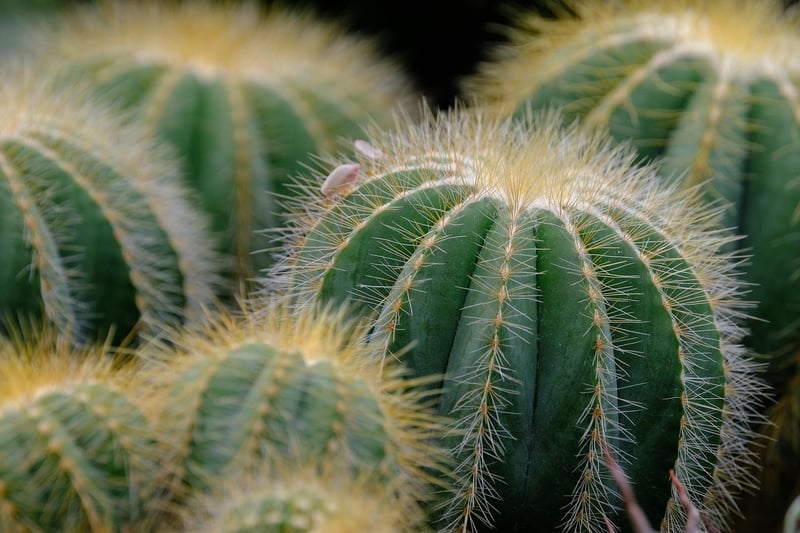 Succulent