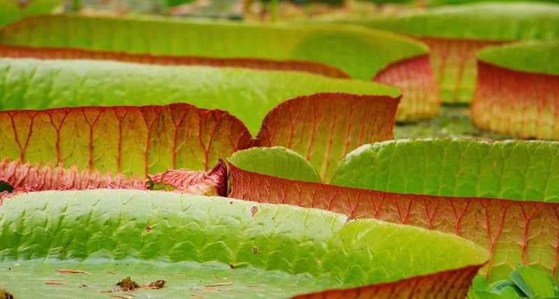 Water Lily